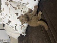 Cinnamon british shorthair