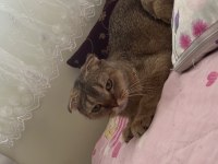 Scottish Fold NY25 3 Yaşında