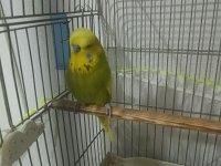 Show jumbo muhabbet kuşu