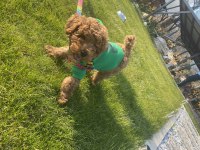 Erkek toy poodle