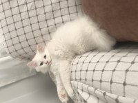 British shorthair 3.5 aylık