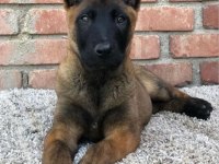 2 aylık Belçika Kurdu (Malinois) yavrularım