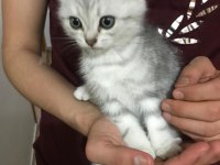 3 aylık yavru british shorthair