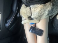 Köpeğim cesur