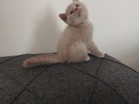Sevimli british shorthair yavrularımız yeni yuvasını arıyor