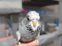 Show Jumbo Yavru Muhabbet Kuşu