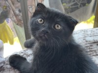 Nadir bulunan Brumo Black scottish fold