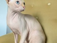 Sfenks Tortie Ve Pembe Renk Orjinal Yavrularımız