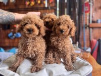 Dev kampanya poodle bebekler