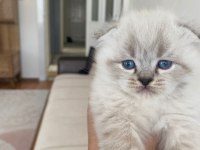 Scottish fold