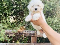 A Kalite Maltese Terrier Yavrularımız