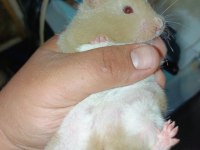 YUMUŞACIK DİŞİ 2 ADET ÇOK SEVİMLİ ELE ALIŞIK HAMSTER