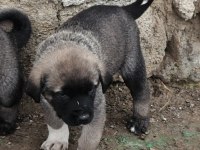 KANGAL SİVASTAN ALINIR KALİTE AYI BOĞANLAR