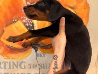 Doberman yavruları