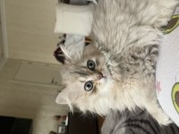 Yavru 2.5 ay british longhair