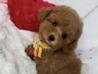 TOY POODLE SAFKAN HER RENK BOYUT MEVCUT