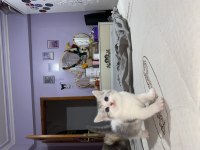 British longhair/ British shorthair