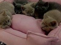 British shorthair yavrular