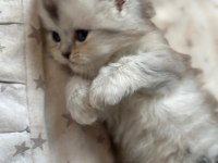 Masal Gibi 2 British Longhair Yavru Yeni Yuvasını