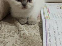 Prensesimiz dişi blue point british shorthair