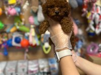Koyu ve kıvır kıvır toy poodle yavrular
