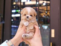 Maltipoo Çocuklarım