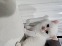 British shorthair bebekler