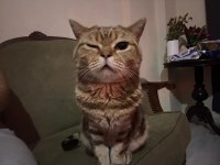 Miniş sevecen kedimiz