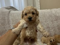Maltipoo Yavrularımız