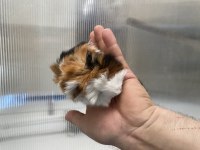 Guinea pig yavrular