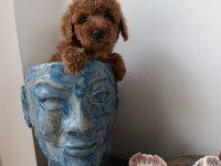 Dişi Bebek Poodle