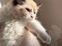 2 Erkek Sağlıklı Ragdoll Yavrular İstanbul Fatih