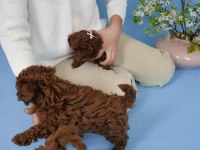 KOYU RENK TOY POODLE YAVRULARI