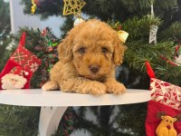 Maltipoo bebeğim