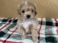 Maltipoo Köpekler