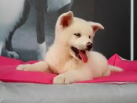 En Özel Akita Yavruları