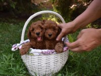 Ruhsatlı çiftlikden garantili toy poodle yavrularımız