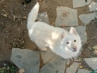 ANTALYADAN ANNE ALTINDAN 5 AYLIK DİŞİ SİBİRYA KURDU