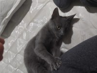 Melez kedi