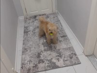 3 yaşında damat poodle
