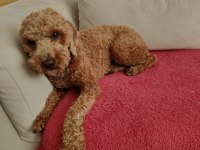 1.5 yaşında erkek toy poodle
