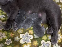 2 aylık erkek british shorthair