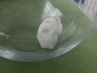 Gonzales Hamster Albino Cinsi