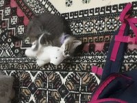 Mia cipi var kucağı ve birlikte uyumayı seviyor tekir