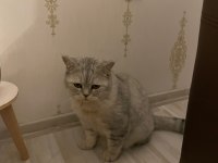ÇOK AKILLI UYSAL BRİTİSH SHORTHAİR OĞLUMUZA YUVA ARIYORUZ
