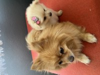 Pomeranian 45 günlük köpekler