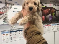 Apricot toy poodle erkek