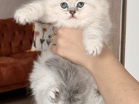 BLUE POİNT MAVİ GÖZ BRİTİSH LONGHAİR YAVRUM
