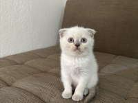 Blue point british shorthair kızımız
