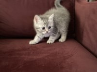 1,5 aylık 1 erkek ve 1 dişi british shorthair yavru